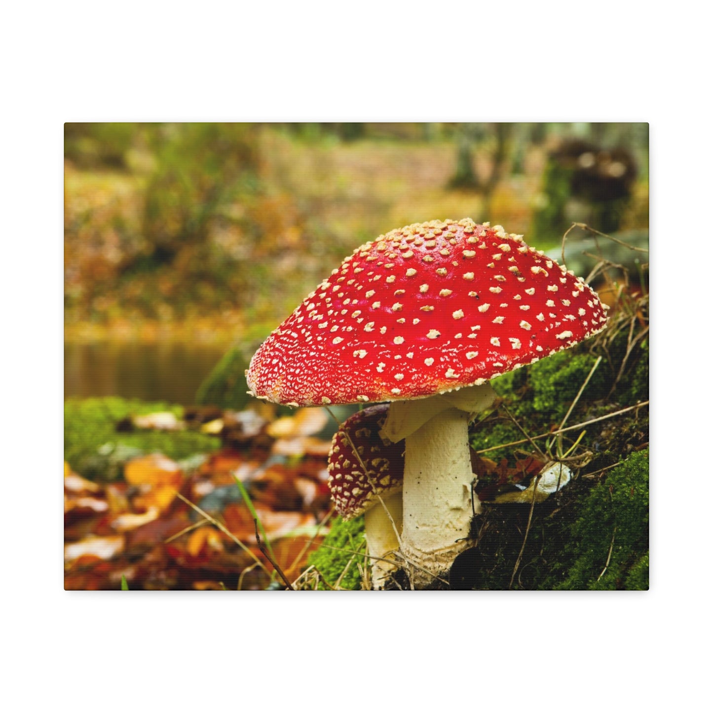 Mushroom wall art decor canvas