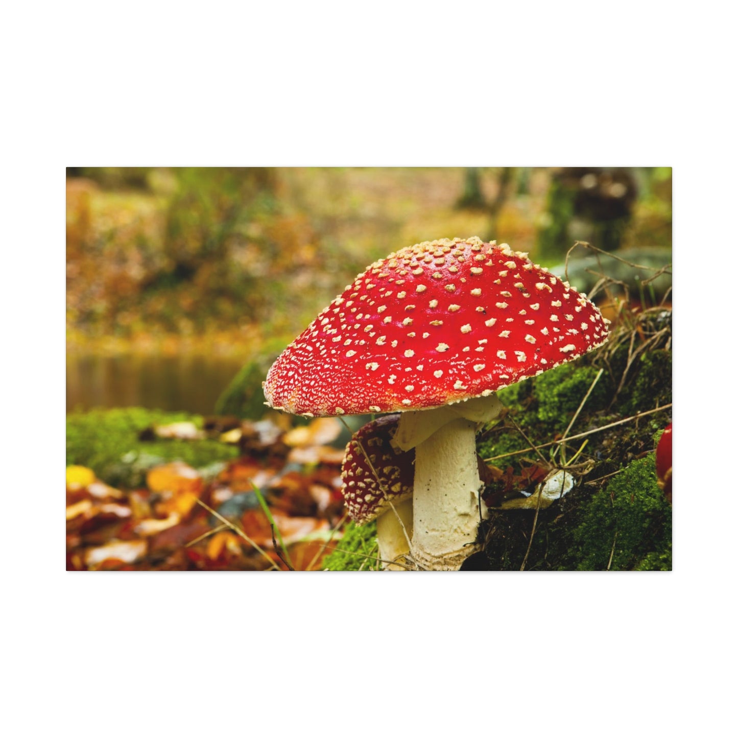 Mushroom wall art decor canvas