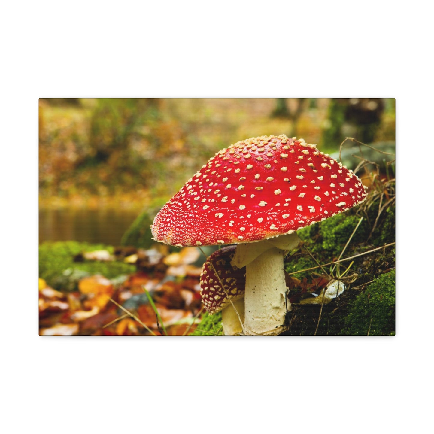 Mushroom wall art decor canvas