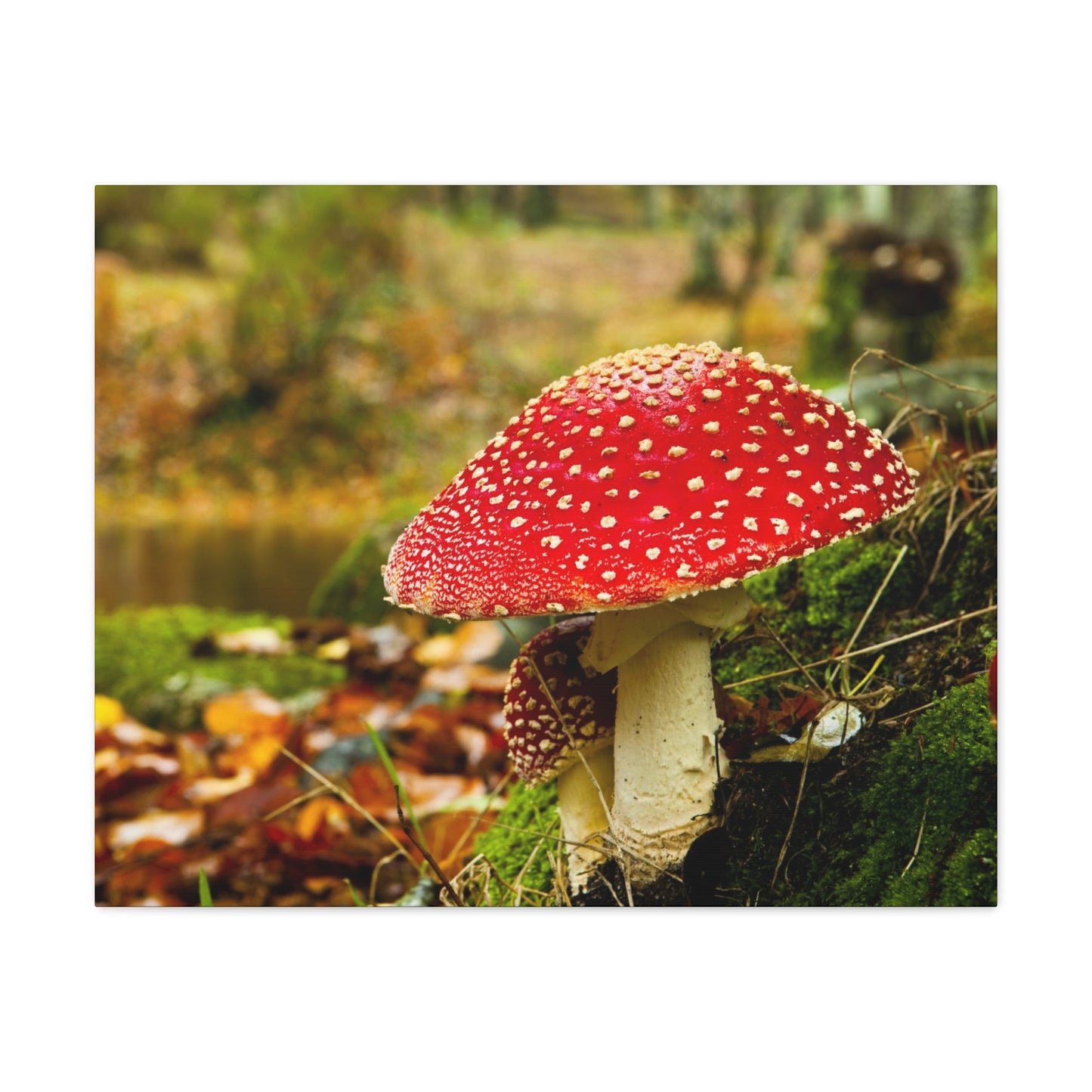 Mushroom wall art decor canvas