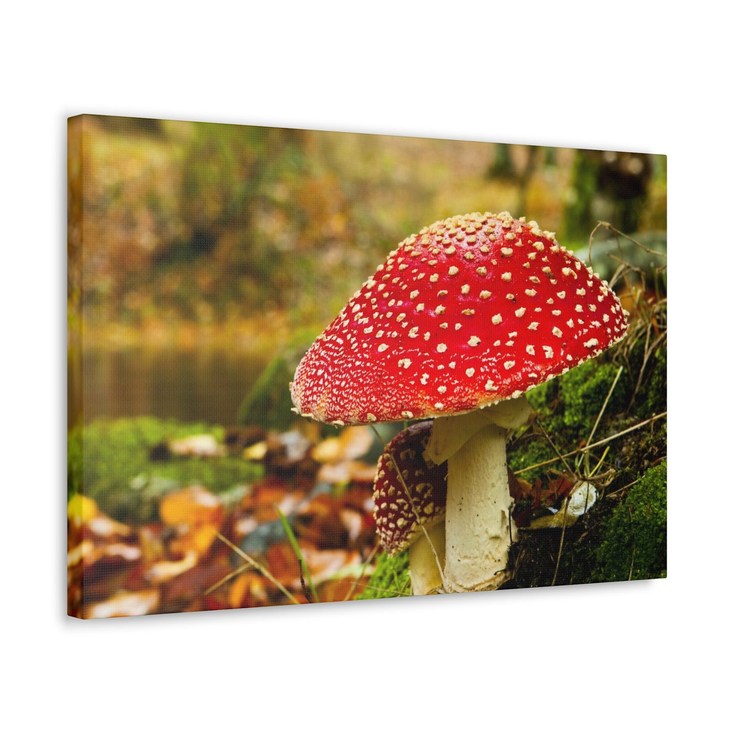 Mushroom wall art decor canvas