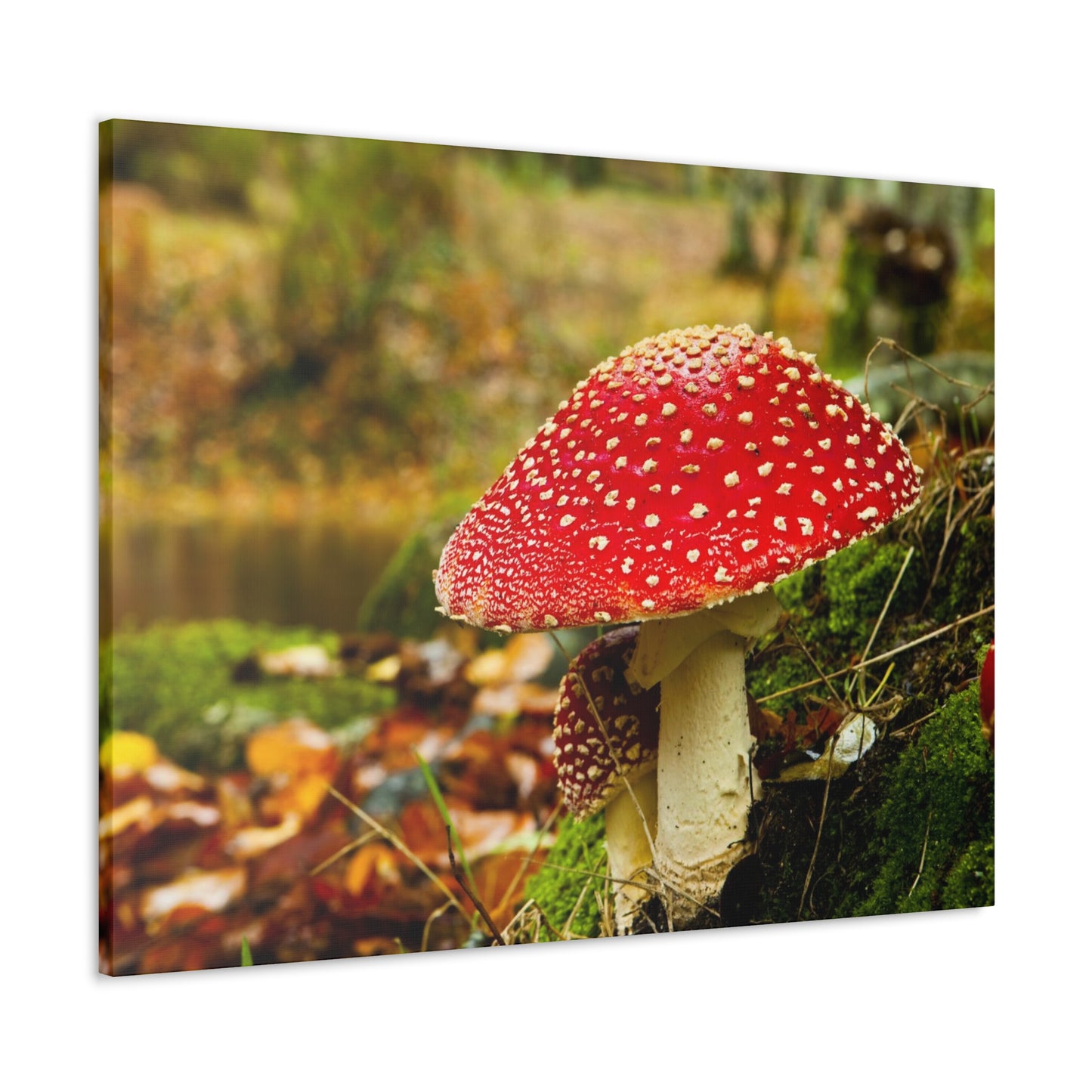 Mushroom wall art decor canvas