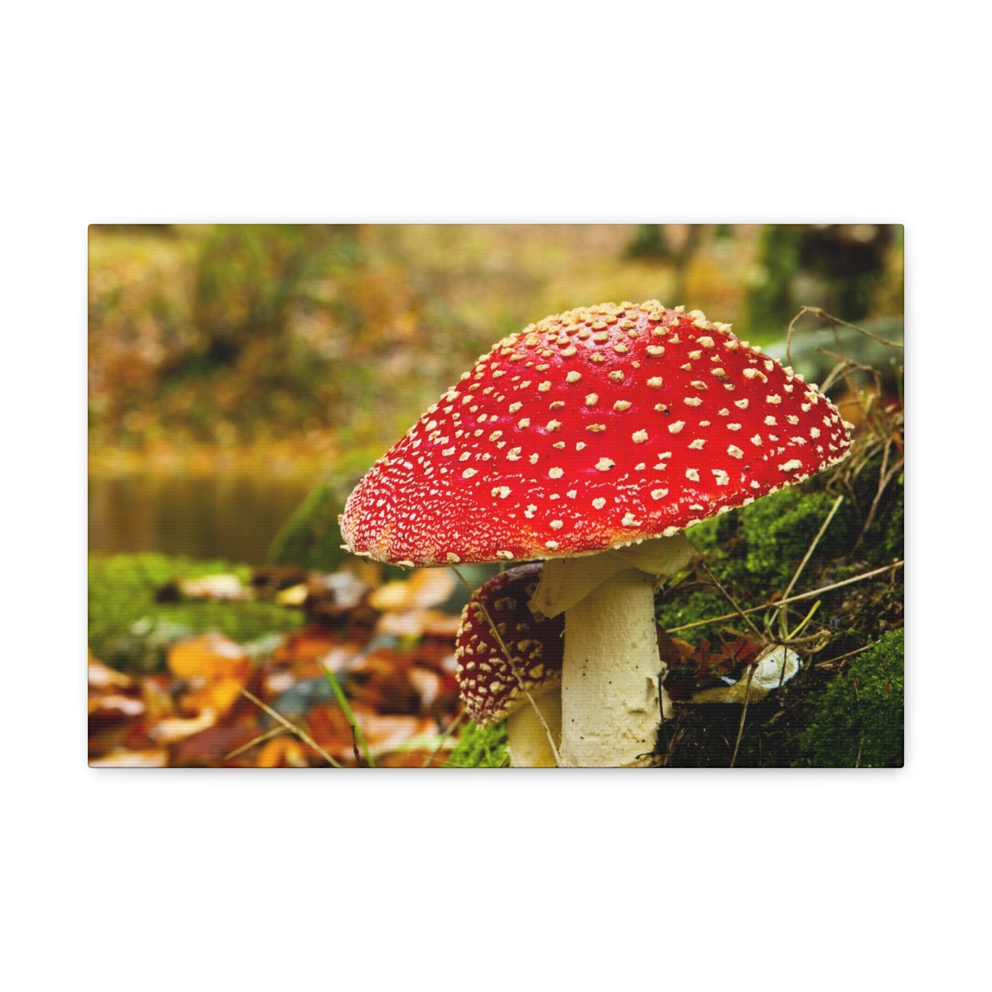 Mushroom wall art decor canvas