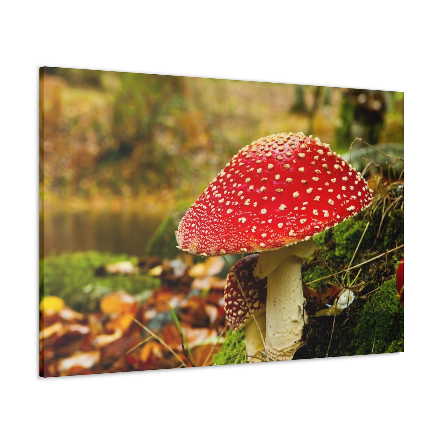 Mushroom wall art decor canvas