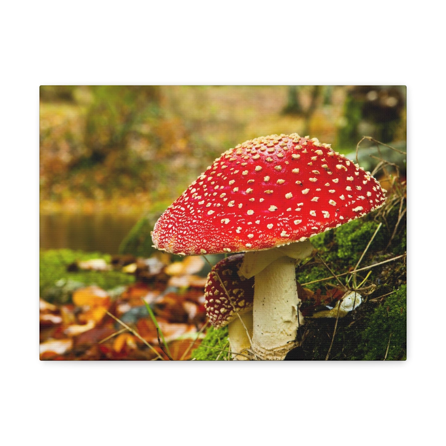 Mushroom wall art decor canvas