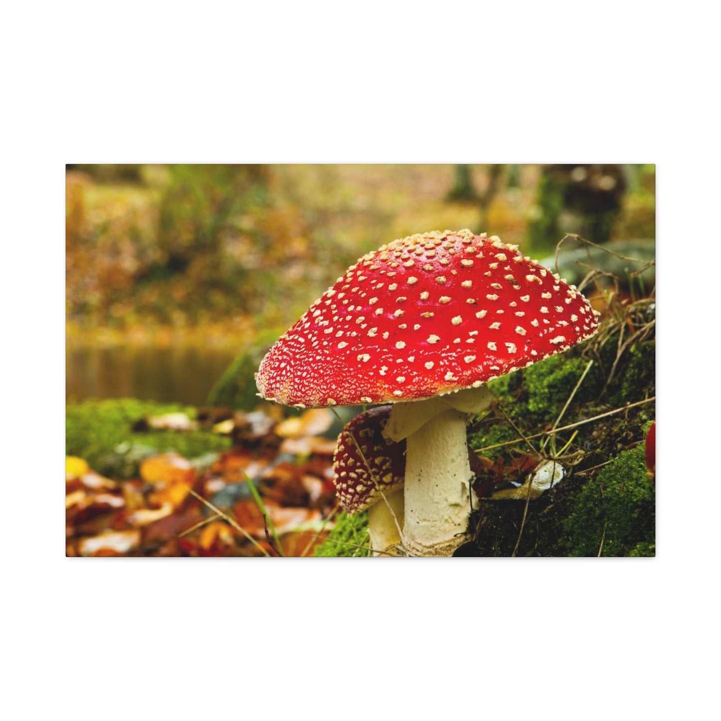 Mushroom wall art decor canvas