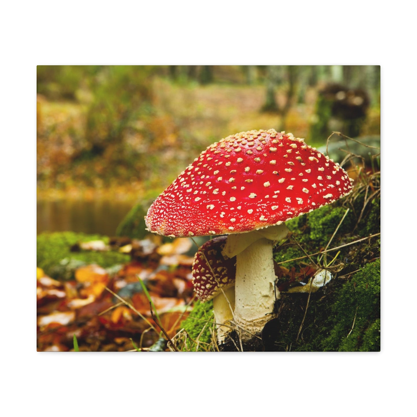 Mushroom wall art decor canvas